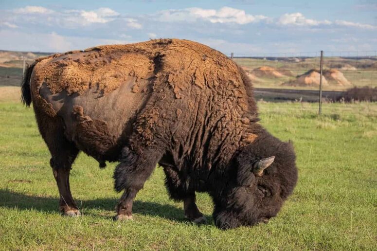 Bình dân Hoạt động giải trí ở North Dakota